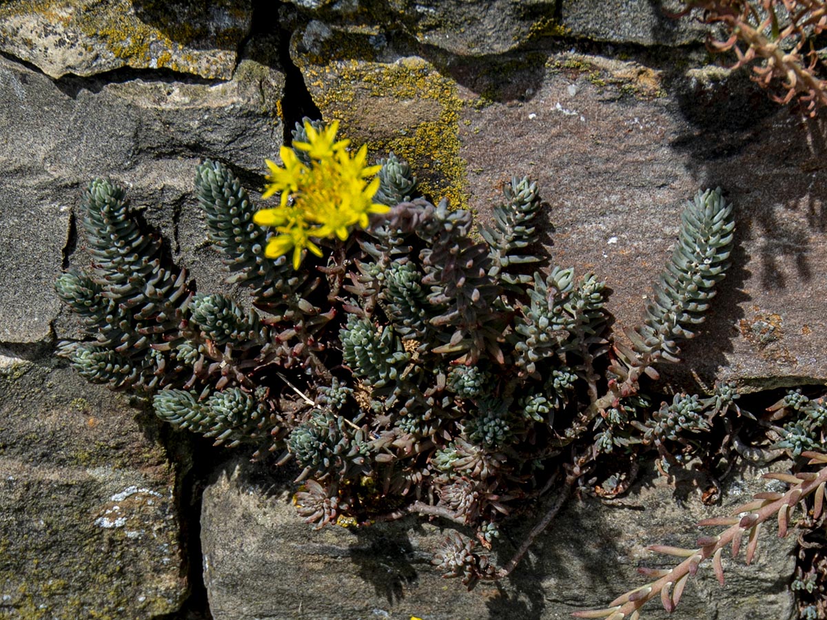 vegetative Triebe